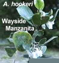 Arctostaphylos hookeri Wayside Manzanita is great for a bird garden and a butterfly garden.
