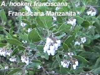 Arctostaphylos hookeri franciscana Franciscana Manzanita tolerates full sun, part sun,and clay.