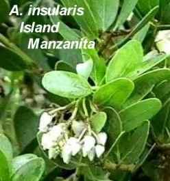 Arctostaphylos insularis tolerates full sun,and clay