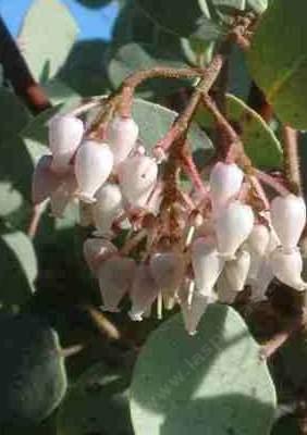 Arctostaphylos mariposa's foliage color is Gray , and type is Evergreen .