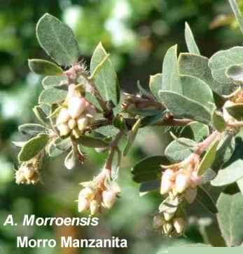 Arctostaphylos morroensis Park View Manzanita tolerates full sun, part sun,and sand.
