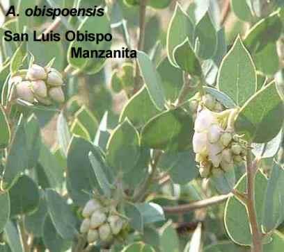 Arctostaphylos obispoensis San Luis Obispo Manzanita tolerates full sun, part sun, clay,and serpentine.