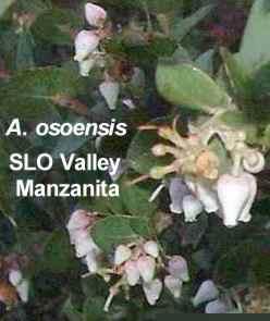 Arctostaphylos osoensis SLO Valley Manzanita's foliage color is reddish-green , and type is Evergreen .
