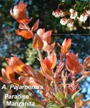Arctostaphylos pajaroensis Paradise Manzanita's foliage color is Red , and type is Evergreen .