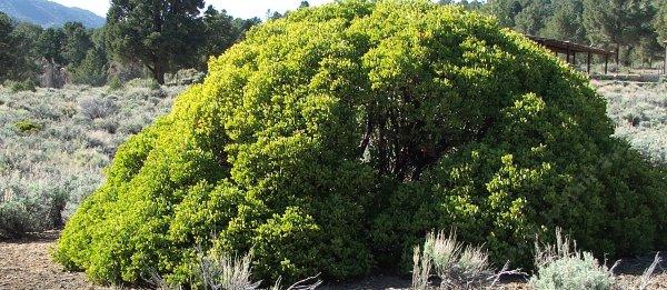 Arctostaphylos patula tolerates full sun,and sand.