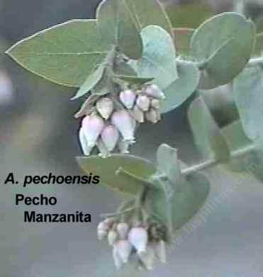 Arctostaphylos pechoensis tolerates part sun,and full shade.