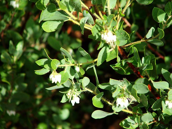 Arctostaphylos pilosula pilosula Atascadero Manzanita tolerates full sun, sand,and seasonal flooding.