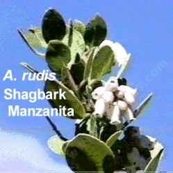 Arctostaphylos rudis tolerates full sun, salt,and sand.