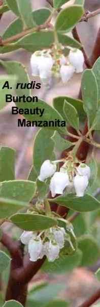 Arctostaphylos rudis Burton Beauty Manzanita tolerates full sun, part sun,and sand.