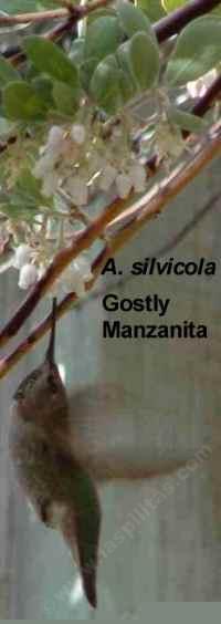 Arctostaphylos silvicola Ghostly Manzanita is great for a bird garden and a butterfly garden.