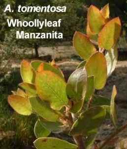 Arctostaphylos tomentosa tolerates full sun, part sun, sand,and deer.