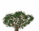 Sentinel Manzanita grows in the inland valleys