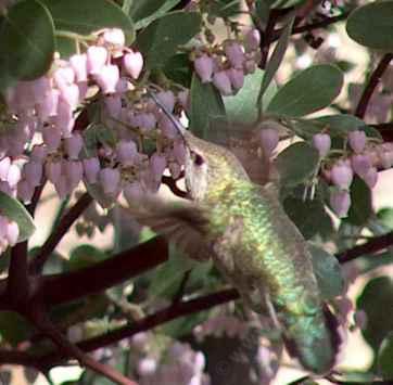 Austin Griffith is a hybrid between Arctostaphylos densiflora 'Sentinel' and Arctostaphylos manzanita 'Dr. Hurd' manzanitas