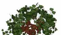 Sonoma Manzanita makes a small mound of reddish green.