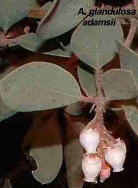 Arctostaphylos glandulosa adamsii tolerates full sun,and part sun.