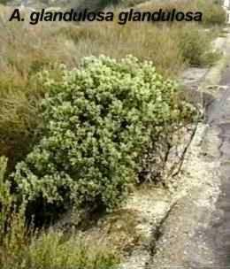 Arctostaphylos glandulosa glandulosa tolerates full sun,and part sun.