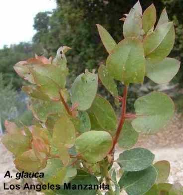 Arctostaphylos glauca Los Angeles tolerates full sun, part sun,and deer.