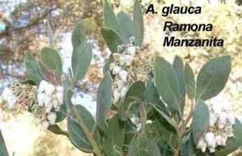Arctostaphylos glauca Ramona Manzanita tolerates full sun, part sun, sand,and deer.