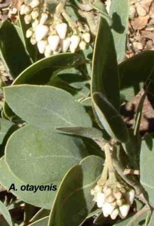 Arctostaphylos otayensis tolerates full sun,and part sun.