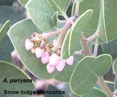Arctostaphylos parryana Snow Lodge Manzanita tolerates full sun.
