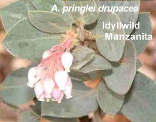 Arctostaphylos pringlei drupacea Idyllwild Manzanita tolerates full sun, part sun,and sand.