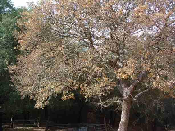 A Blue Oak showing fall color