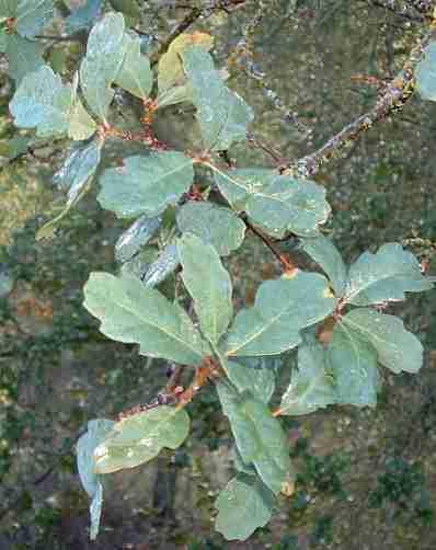 An evergreen blue oak?