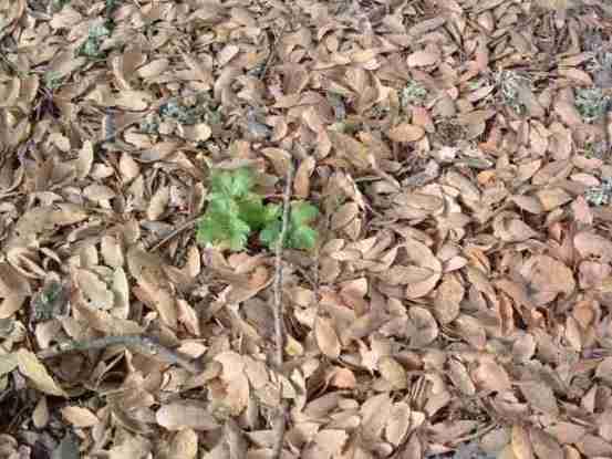 Healthy leaf litter under a blue oak.