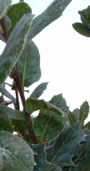 Interior Live Oak Leaf