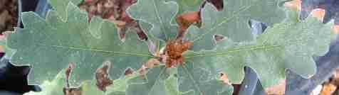 California native oak trees