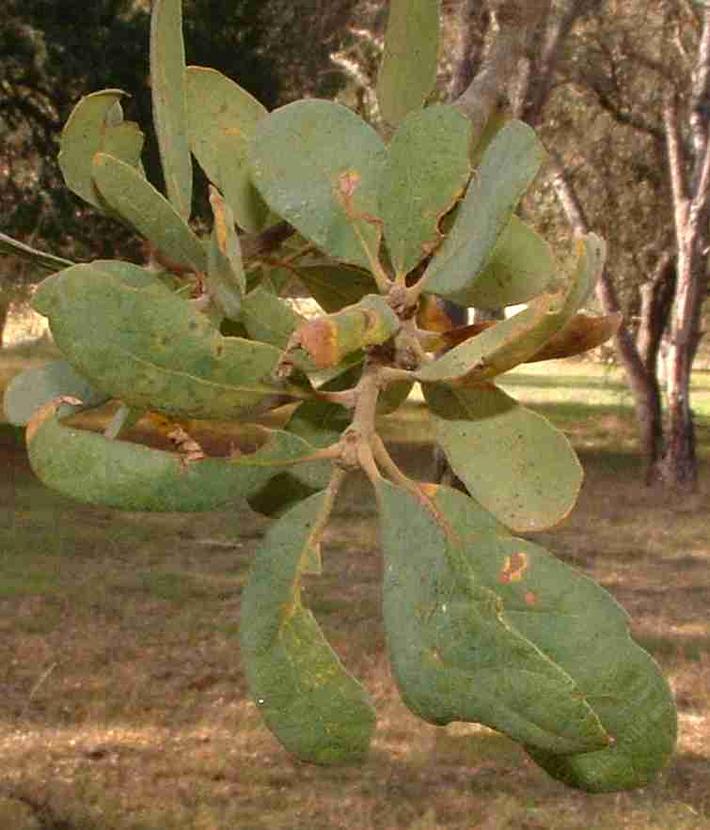 Some blue oaks sure look like Engleman oaks.