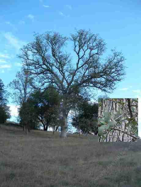 A declining blue oak. The weeds and grass under it have taken their toll.