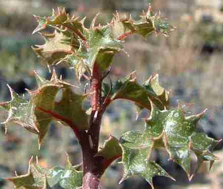 Who can up with the name berberidifolia? Sounds like a cold stutterer asking for a folder.