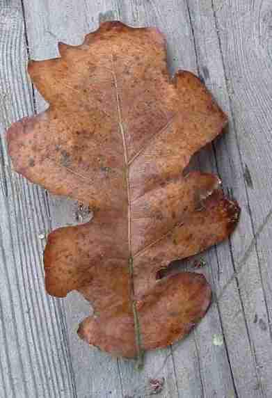 Click for more about Oregon oak