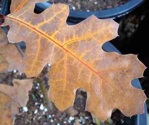 Kellogg oak is one of California's and the west most attractive native tree.