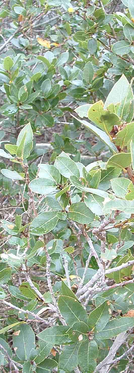 Quercus parvula is a cool scrub oak from the Santa Ynez Mountains.