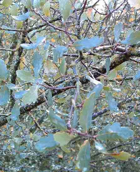 This scrub oak is kinda like an evergreen blue oak.