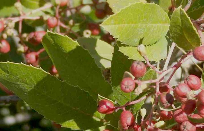 Toyons are common under oak trees.