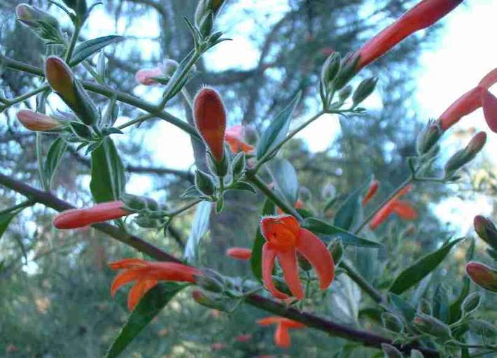 Keckiella ternata is great for a bird garden and a butterfly garden.