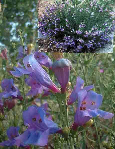 Penstemon Margarita BOP is great for a bird garden and a butterfly garden.