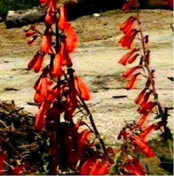 Penstemon eatonii is great for a bird garden and a butterfly garden.