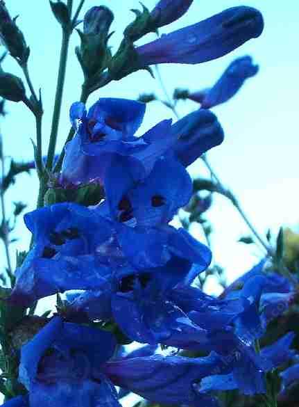 Penstemon heterophyllus purdyii is great for a bird garden and a butterfly garden.
