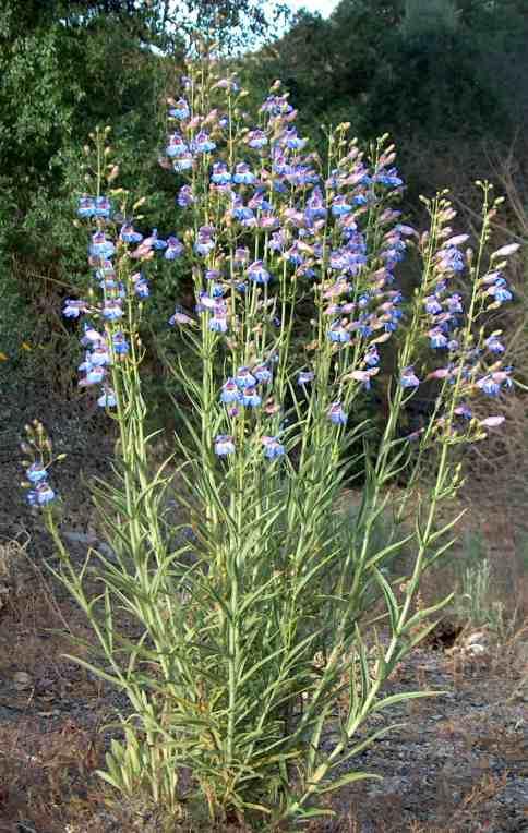 Penstemon incertus tolerates full sun,and sand.