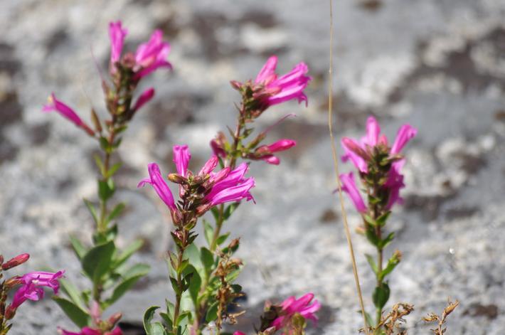 Penstemon newberryi tolerates full sun, part sun,and sand.