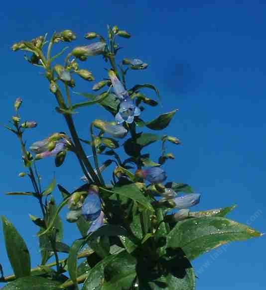 Penstemon rydbergii is great for a bird garden and a butterfly garden.