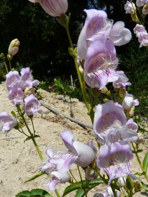 Penstemon grinnellii tolerates full sun,and clay.