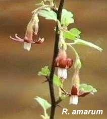 Ribes amarum, Bitter Gooseberry, tolerates part sun, full shade, sand, clay, seasonal flooding, and deer. Ribes amarum, Bitter Gooseberry, tolerates part sun, full shade, sand, clay, seasonal flooding, and deer.