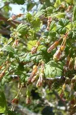 Ribes divaricatum tolerates full sun, part sun, sand, and seasonal flooding.