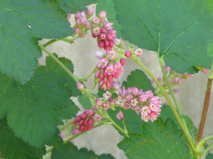 This picture doesn't do it justice! What a beautiful plant. Great currants also.