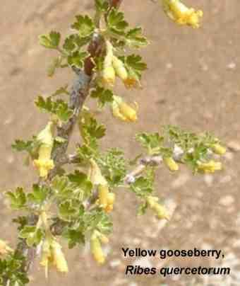 Ribes quercetorum, Yellow Gooseberry, tolerates full sun, part sun, clay, and seasonal flooding.